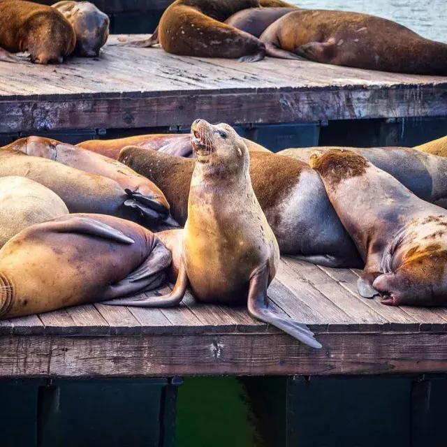 Les lions de mer se reposent sur le quai K du PIER 39
